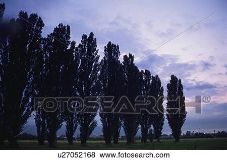 Trees In A Morning Glow View Large Photo Image Stock Photo - Trees In A Morning Glow. Fotosearch