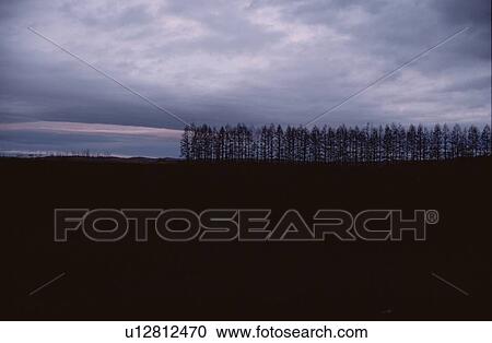 Trees In Silhouette View Large Photo Image Stock Image - Trees In Silhouette. Fotosearch