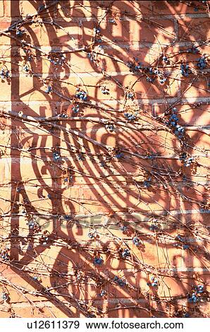 Shadows And Ivy Against Wall View Large Photo Image Stock Photo - Shadows And Ivy Against Wall. Fotosearch
