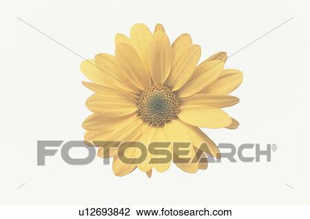 Chrysanthemum View Large Photo Image Stock Image - Chrysanthemum. Fotosearch