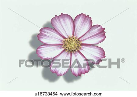 Cosmos View Large Photo Image Picture - Cosmos. Fotosearch