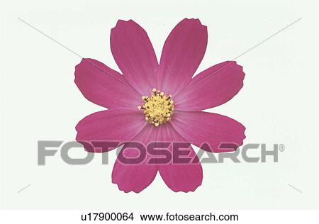 Picture - Cosmos. Fotosearch