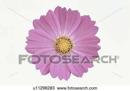 Stock Image - Cosmos. Fotosearch