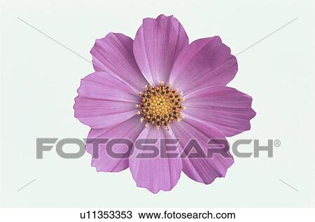 Stock Image - Cosmos. Fotosearch