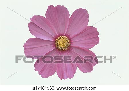 Stock Image - Cosmos. Fotosearch