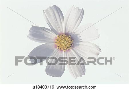 Stock Photo - Cosmos. Fotosearch