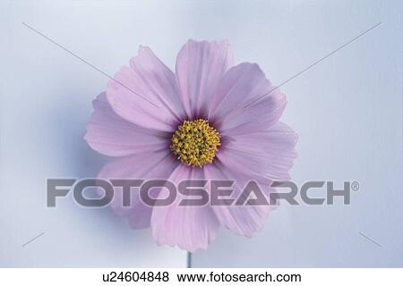 Cosmos View Large Photo Image Stock Photo - Cosmos. Fotosearch