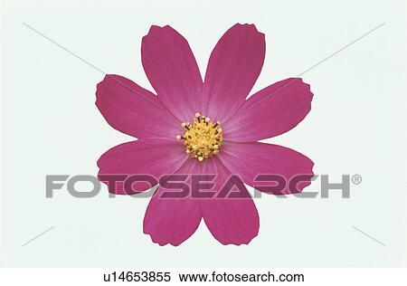 Stock Photography - Cosmos. Fotosearch