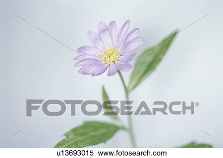 Flower View Large Photo Image Stock Photography - Flower. Fotosearch