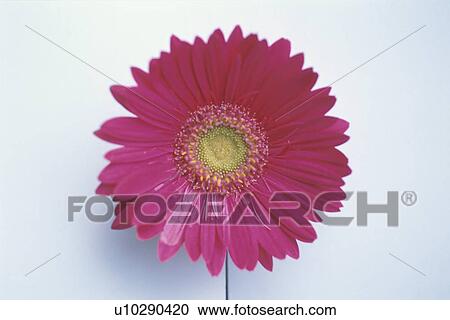 Gerbera View Large Photo Image Stock Image - Gerbera. Fotosearch
