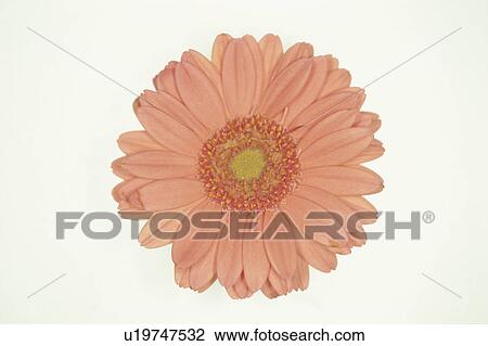 Stock Image - Gerbera. Fotosearch