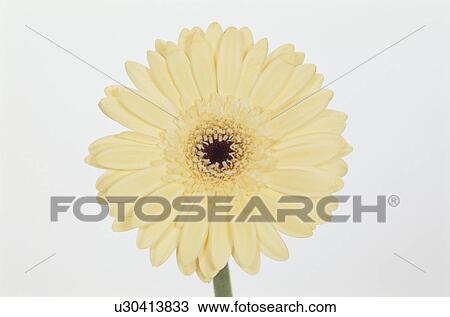 Gerbera View Large Photo Image Stock Image - Gerbera. Fotosearch
