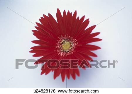 Gerbera View Large Photo Image Stock Photo - Gerbera. Fotosearch