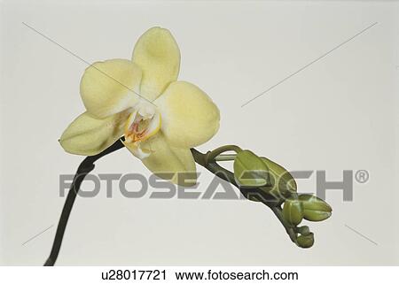 Phalaenopsis View Large Photo Image Stock Image - Phalaenopsis. Fotosearch