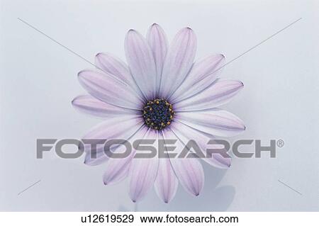 Stock Photo - Pink Marguerite. Fotosearch