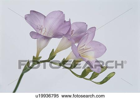 Stock Photography - The Freesia Of Purple. Fotosearch