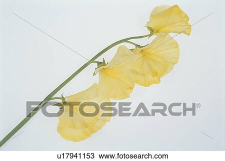 The Sweet Pea Of Yellow View Large Photo Image Stock Image - The Sweet Pea Of Yellow. Fotosearch