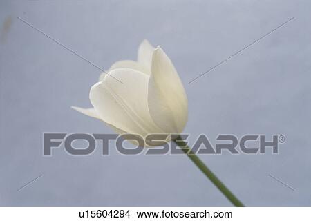 Picture - Tulip. Fotosearch