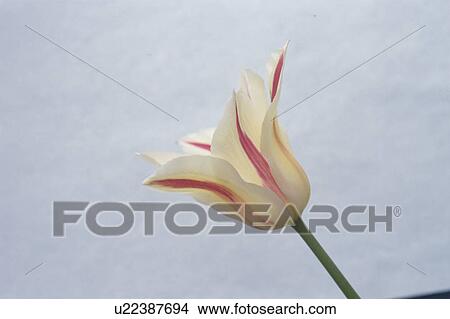 Picture - Tulip. Fotosearch