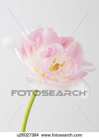 Tulip View Large Photo Image Picture - Tulip. Fotosearch
