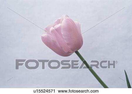 Stock Image - Tulip. Fotosearch