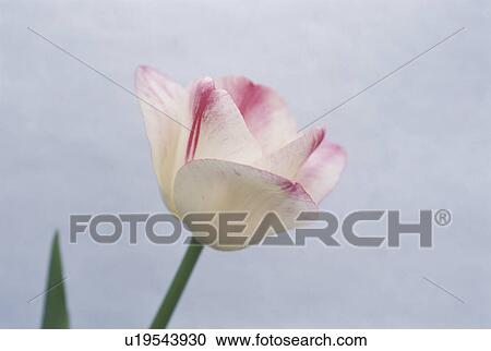 Tulip View Large Photo Image Stock Image - Tulip. Fotosearch