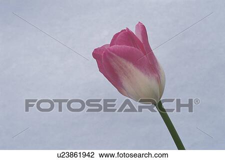 Stock Image - Tulip. Fotosearch