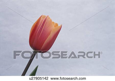 Tulip View Large Photo Image Stock Image - Tulip. Fotosearch