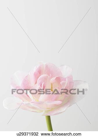 Stock Image - Tulip. Fotosearch