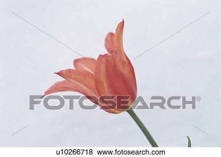 Stock Photo - Tulip. Fotosearch