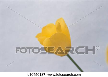 Tulip View Large Photo Image Stock Photo - Tulip. Fotosearch