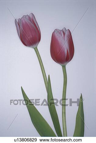 Stock Photo - Tulip. Fotosearch