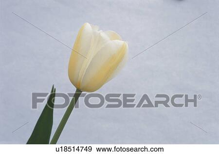 Stock Photo - Tulip. Fotosearch