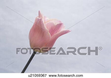 Stock Photo - Tulip. Fotosearch