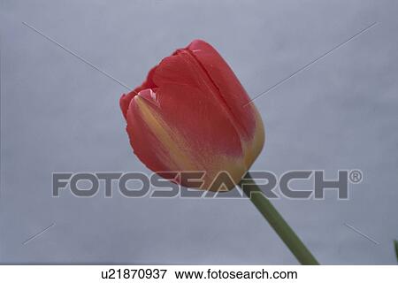 Tulip View Large Photo Image Stock Photo - Tulip. Fotosearch