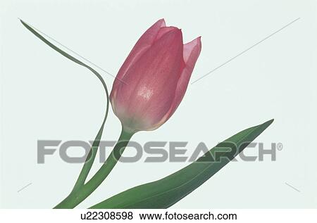 Tulip View Large Photo Image Stock Photo - Tulip. Fotosearch