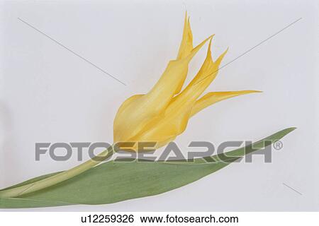 Tulip View Large Photo Image Stock Photograph - Tulip. Fotosearch