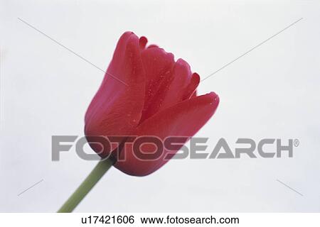 Tulip View Large Photo Image Stock Photograph - Tulip. Fotosearch