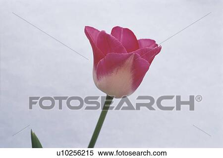 Tulip View Large Photo Image Stock Photography - Tulip. Fotosearch