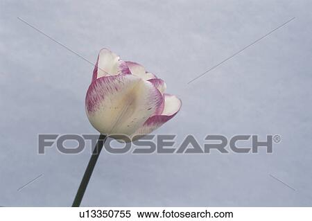 Tulip View Large Photo Image Stock Photography - Tulip. Fotosearch