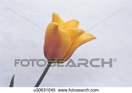 Tulip View Large Photo Image Stock Photography - Tulip. Fotosearch