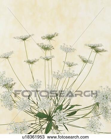 Delicate White Flowers View Large Photo Image Stock Image - Delicate White Flowers. Fotosearch
