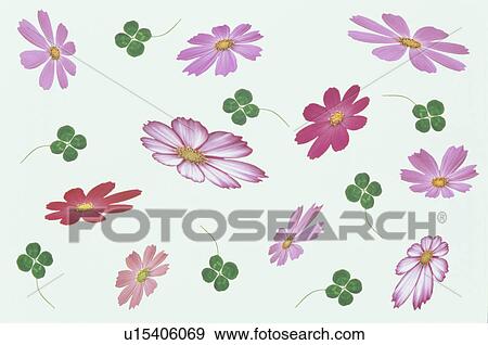 Stock Photo - The Sheet Of Four Leaves And Cosmos. Fotosearch