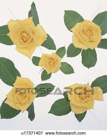 Stock Photo - Yellow Roses. Fotosearch