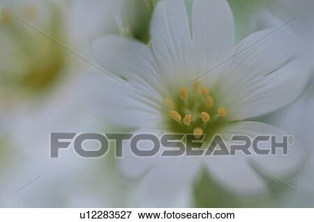 Anthers Of White Flower View Large Photo Image Stock Photo - Anthers Of White Flower. Fotosearch