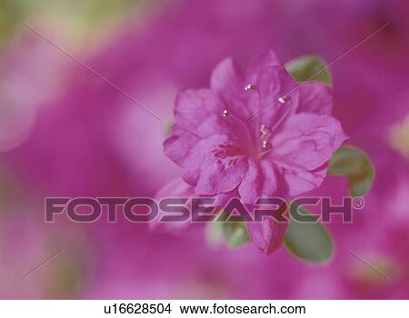 Picture - Azalea. Fotosearch
