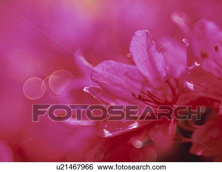 Stock Photograph - Azalea. Fotosearch