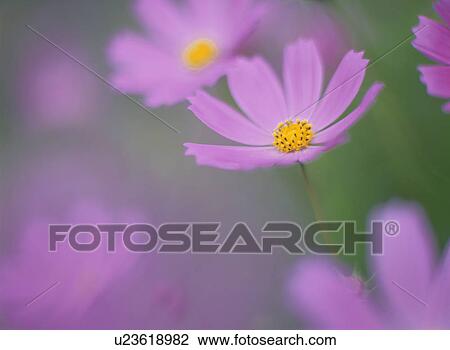 Stock Image - Cosmos. Fotosearch