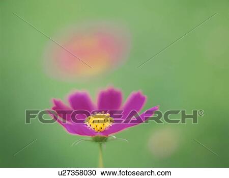 Stock Image - Cosmos. Fotosearch