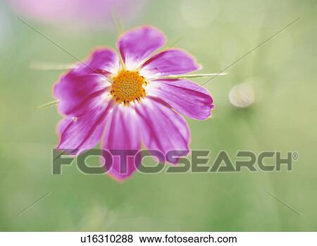 Stock Photo - Cosmos. Fotosearch